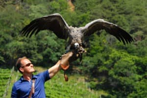 © pflegezentrum vogelfauna dorf tirol